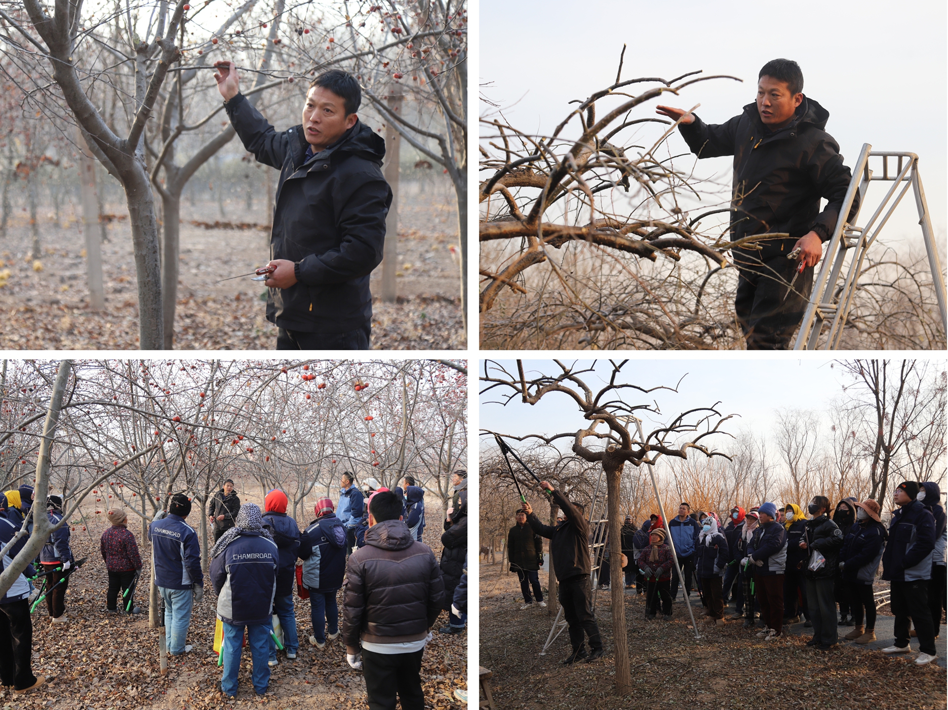 展工(gōng)匠(jiàng)風(fēng)采 攀技(jì)術(shù)高(gāo)峰&mdash;&mdash;博華生(shēng)态農(nóng)業(yè)冬季苗木(mù)修剪技(jì)能(néng)比武以賽促學練匠(jiàng)心