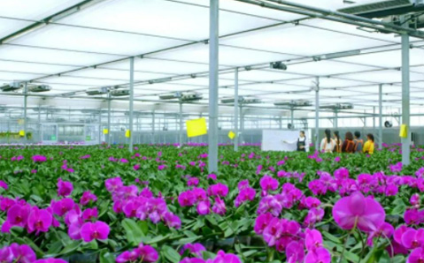 花(huā)卉園藝事(shì)業(yè)部：&ldquo;小(xiǎo)品種&rdquo;做(zuò)出&ldquo;大(dà)産業(yè)&rdquo;