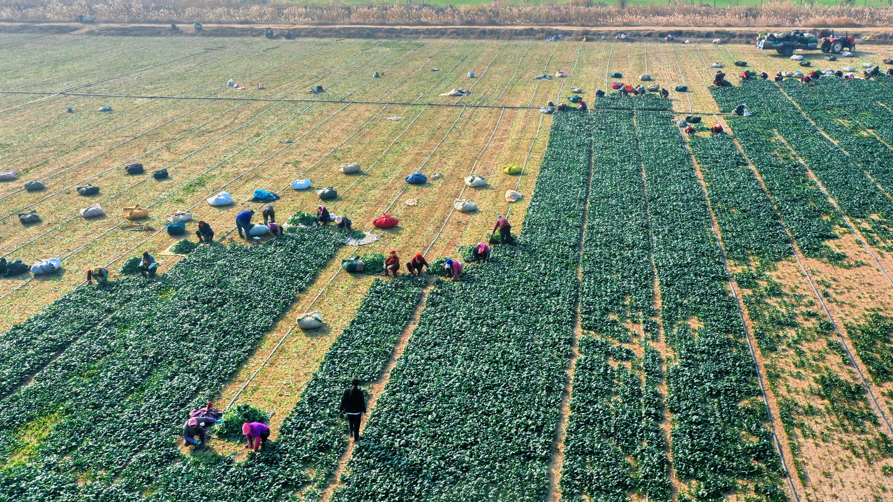 訂單農(nóng)業(yè)助增收，博華生(shēng)态農(nóng)業(yè)露天菠菜喜獲豐收